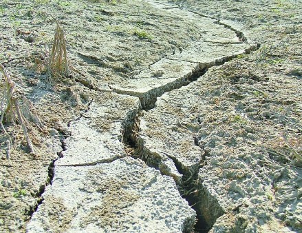 河水断流庄稼被渴死 河南多地连续干旱破纪录